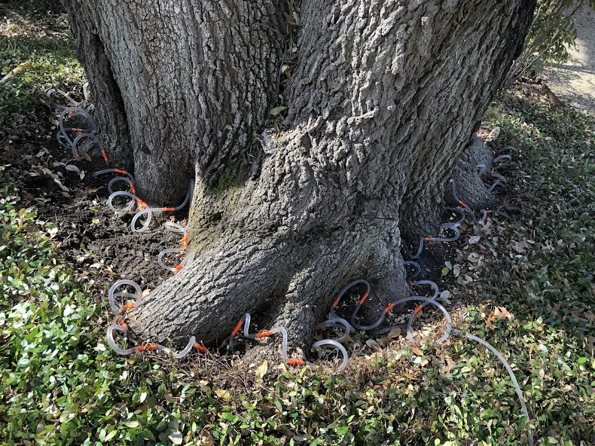Detailed Tree Cabling and Bracing job site in Spring Lake