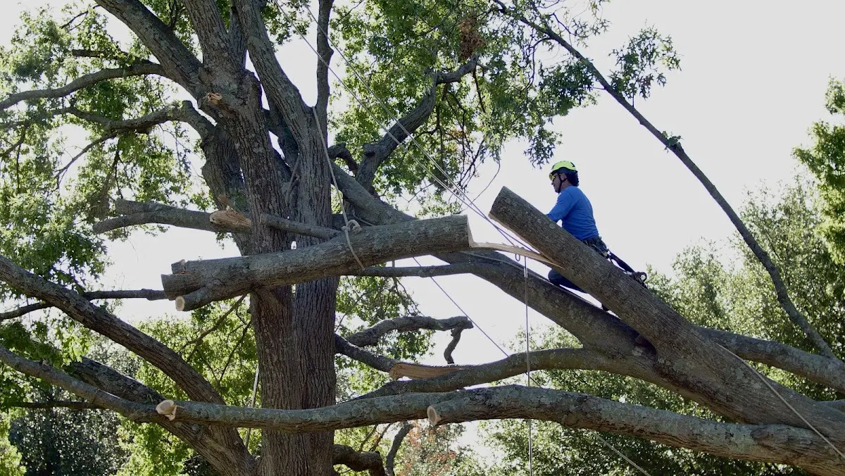 Professional Crown Thinning performed by certified arborists in Spring Lake