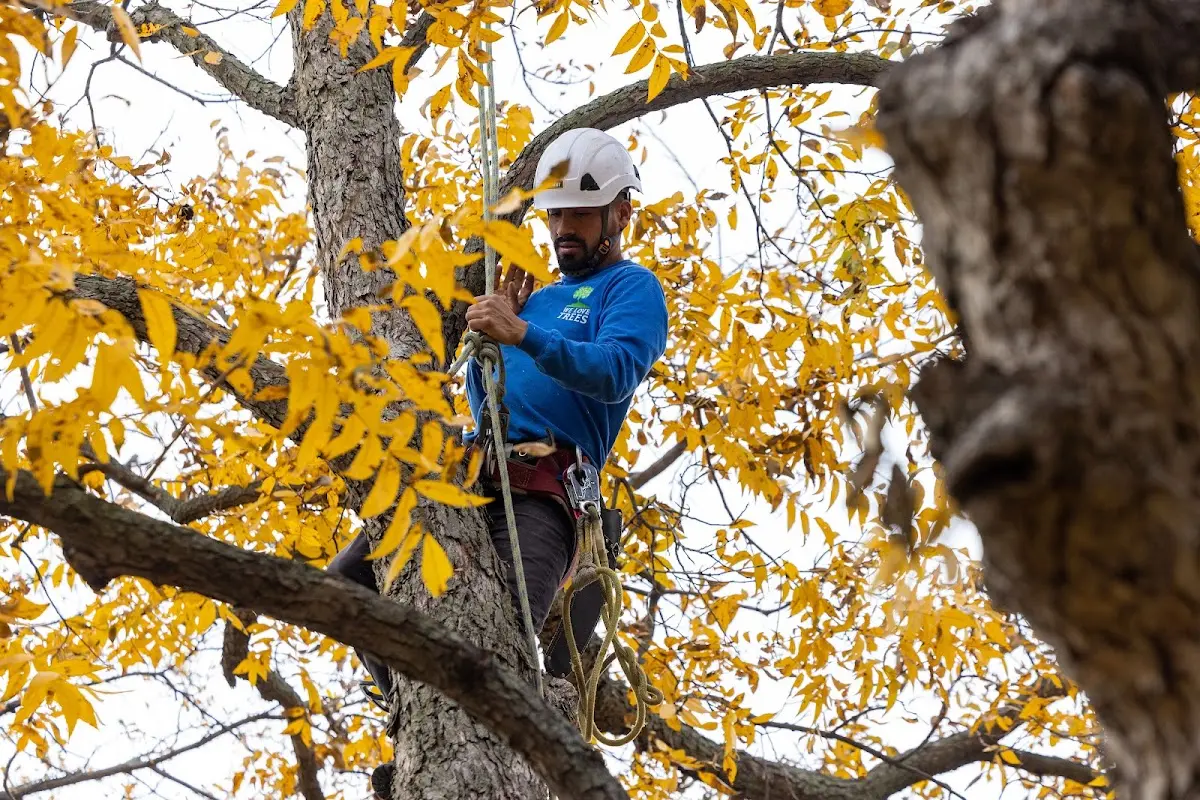 Skilled Storm Damage Cleanup crew working in Spring Lake